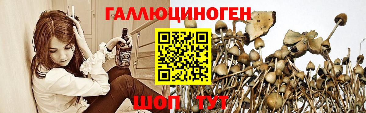 Псилоцибиновые грибы GOLDEN TEACHER  Псилоцибиновые грибы GOLDEN TEACHER  Вход с VPN  Кольчугино 